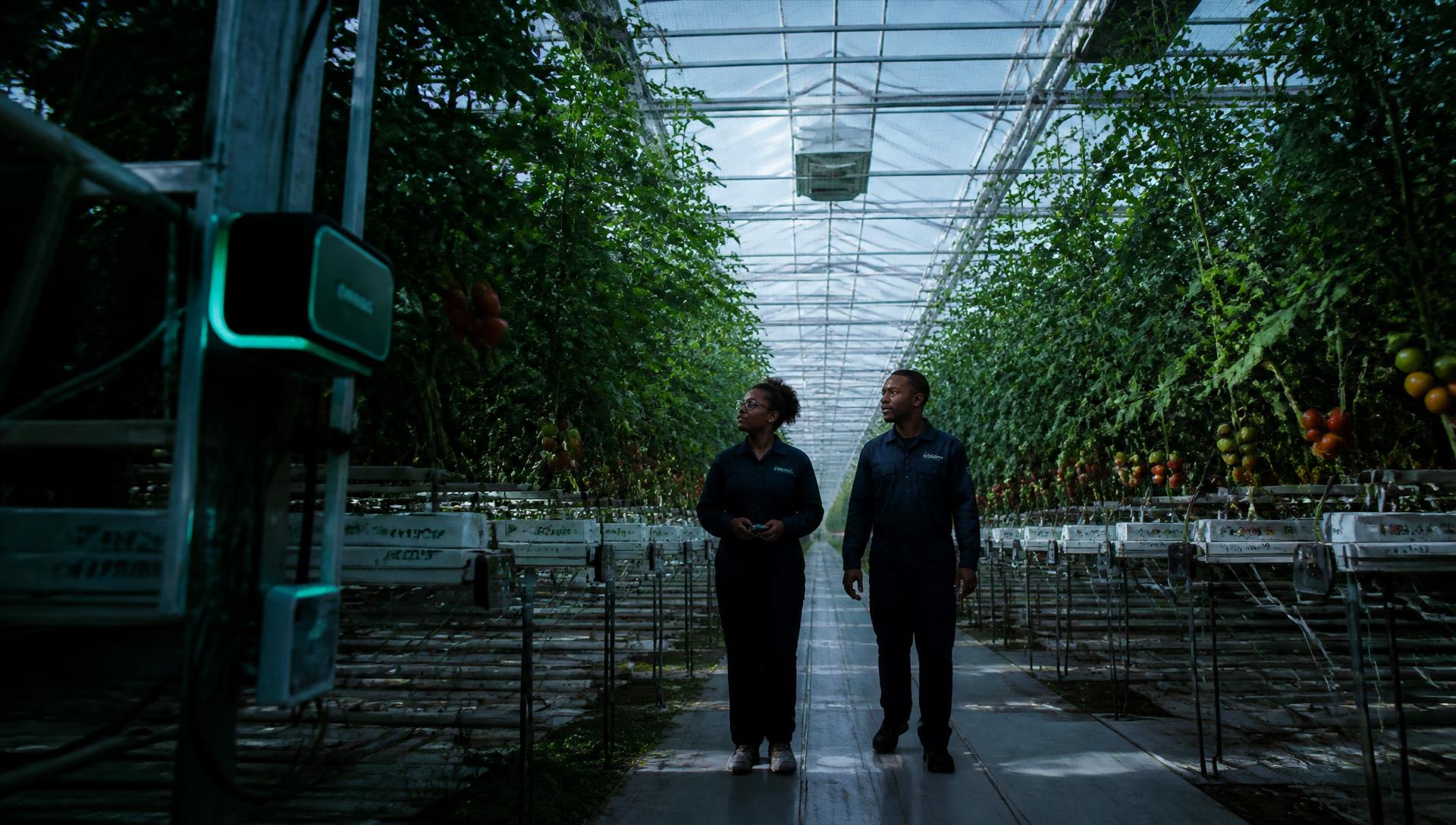 Engineers walking through a climate-controlled commercial greenhouse growing tomatoes